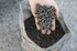 Charwood Charcoal Cherry Pellets 9KG